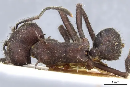 Acromyrmex lundii specimen CASENT0905005 image casent0905005_1