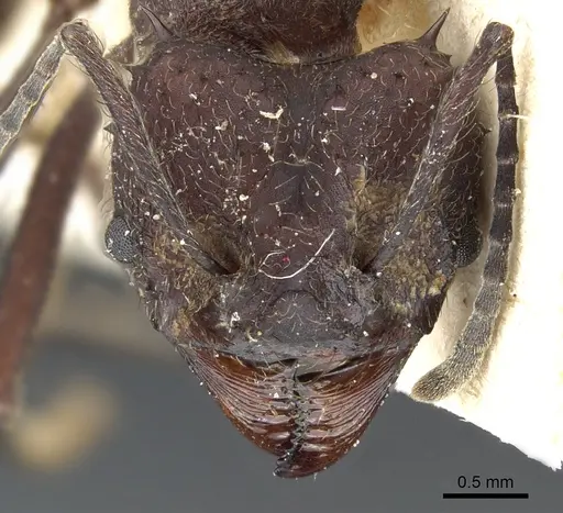 Acromyrmex lundii specimen CASENT0905005 image casent0905005_2
