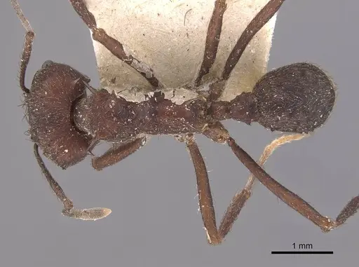 Acromyrmex lundii specimen CASENT0909417 image casent0909417_1