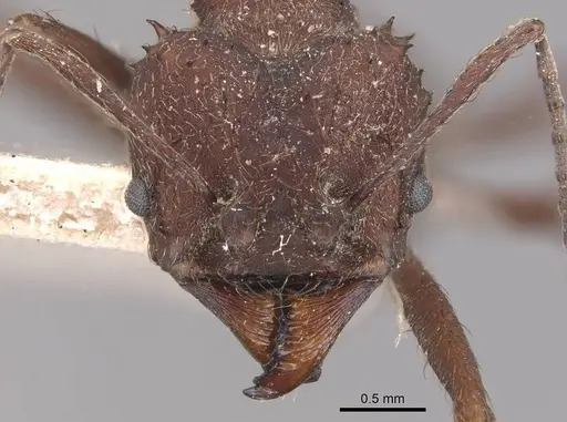 Acromyrmex lundii specimen CASENT0909417 image casent0909417_2