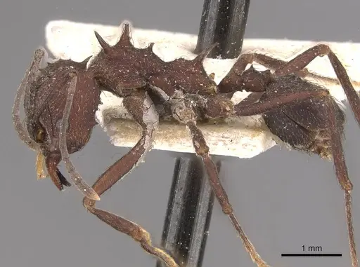 Acromyrmex lundii specimen CASENT0909417 image casent0909417_3