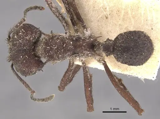 Acromyrmex lundii specimen CASENT0909418 image casent0909418_1