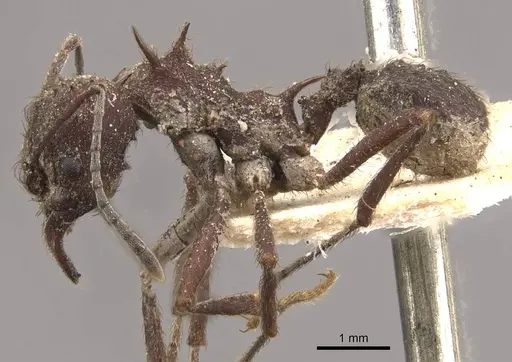 Acromyrmex lundii specimen CASENT0909418 image casent0909418_3