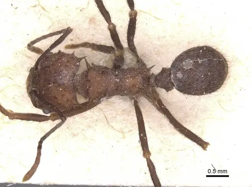 Acromyrmex lundii specimen CASENT0912464 image casent0912464_1