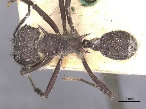 Acromyrmex lundii specimen CASENT0912465 image casent0912465_1
