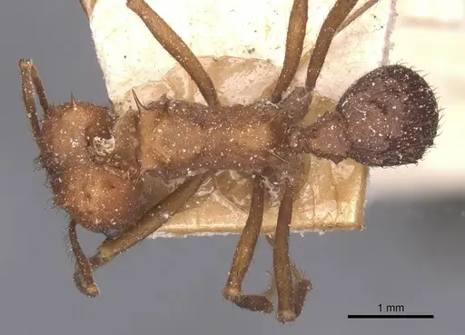 Acromyrmex lundii specimen CASENT0912466 image casent0912466_1