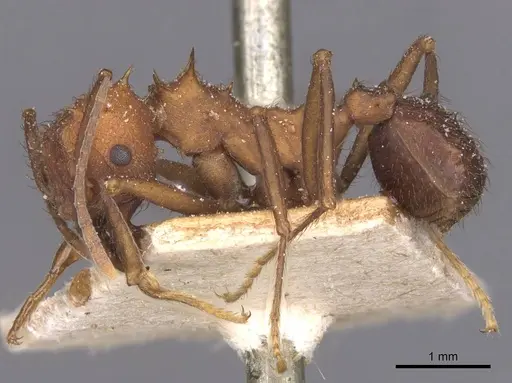 Acromyrmex lundii specimen CASENT0912466 image casent0912466_3