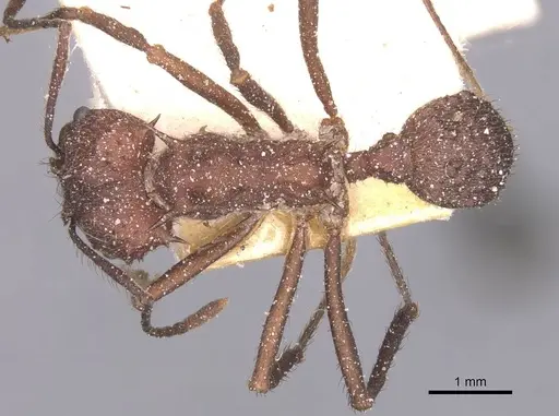 Acromyrmex lundii specimen CASENT0912467 image casent0912467_1