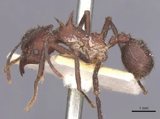 Acromyrmex lundii specimen CASENT0912467 image casent0912467_3