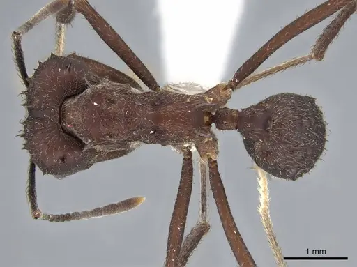 Acromyrmex lundii specimen CASENT0922027 image casent0922027_1
