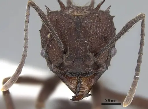 Acromyrmex lundii specimen CASENT0922027 image casent0922027_2