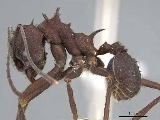 Acromyrmex lundii specimen CASENT0922027 image casent0922027_3