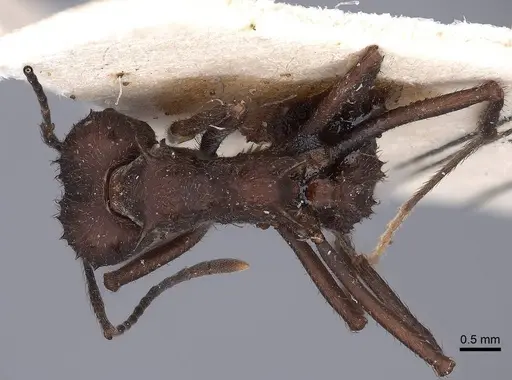 Acromyrmex lundii specimen FMNHINS0000046994 image fmnhins0000046994_1