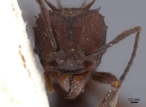 Acromyrmex lundii specimen FMNHINS0000046994 image fmnhins0000046994_2