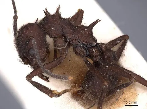 Acromyrmex lundii specimen FMNHINS0000046994 image fmnhins0000046994_3