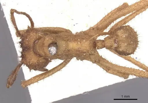 Acromyrmex molestans specimen CASENT0912473 image casent0912473_1
