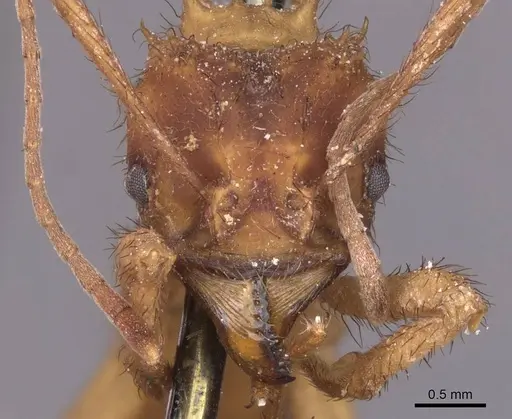 Acromyrmex molestans specimen CASENT0912473 image casent0912473_2