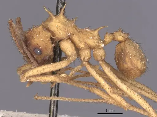 Acromyrmex molestans specimen CASENT0912473 image casent0912473_3