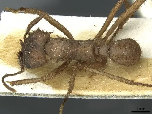 Acromyrmex molestans specimen CASENT0912474 image casent0912474_1