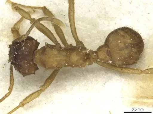 Acromyrmex molestans specimen CASENT0912475 image casent0912475_1