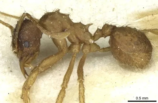 Acromyrmex molestans specimen CASENT0912475 image casent0912475_3
