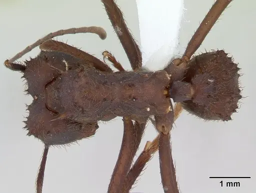 Acromyrmex niger specimen CASENT0173799 image casent0173799_1
