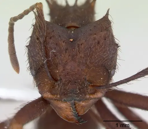 Acromyrmex niger specimen CASENT0173799 image casent0173799_2