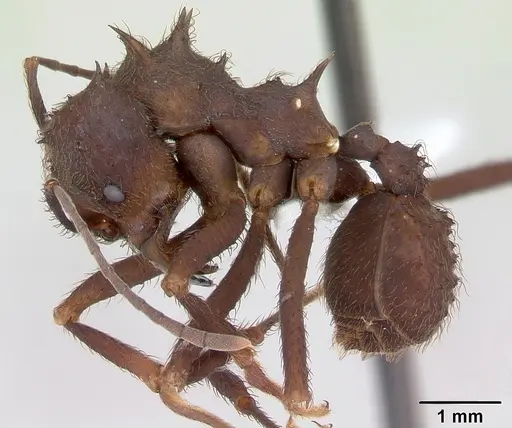 Acromyrmex niger specimen CASENT0173799 image casent0173799_3