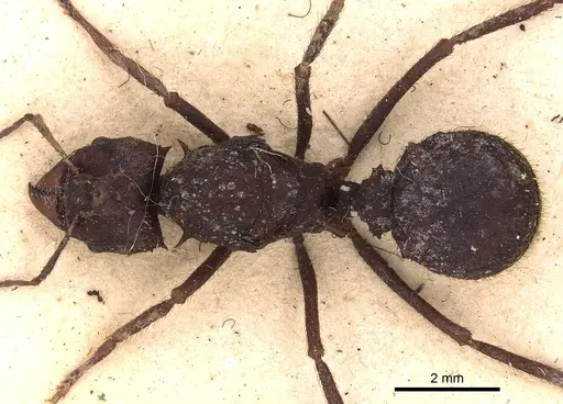 Acromyrmex niger specimen CASENT0900493 image casent0900493_1