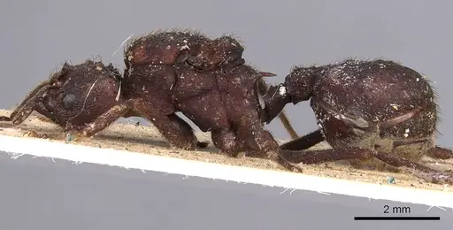 Acromyrmex niger specimen CASENT0900493 image casent0900493_3