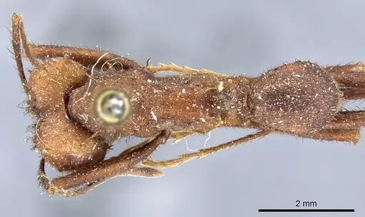 Acromyrmex niger specimen CASENT0904997 image casent0904997_1