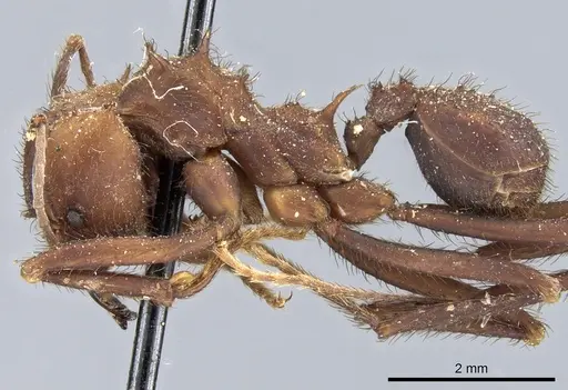 Acromyrmex niger specimen CASENT0904997 image casent0904997_3