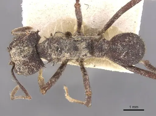 Acromyrmex niger specimen CASENT0909419 image casent0909419_1