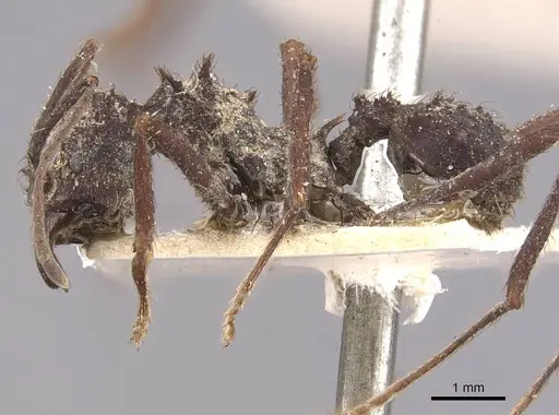 Acromyrmex niger specimen CASENT0909419 image casent0909419_3