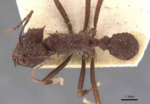 Acromyrmex niger specimen CASENT0909420 image casent0909420_1