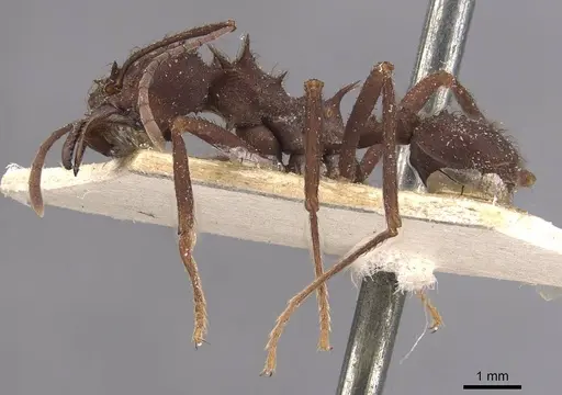 Acromyrmex niger specimen CASENT0909420 image casent0909420_3