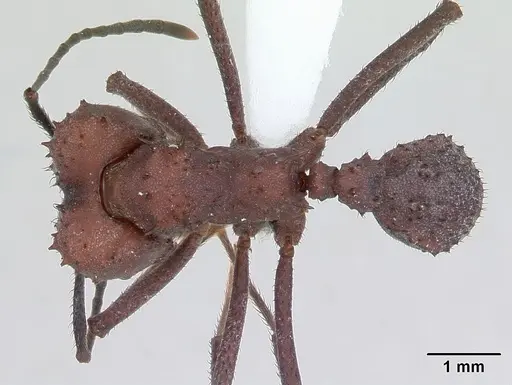 Acromyrmex nigrosetosus specimen CASENT0173800 image casent0173800_1