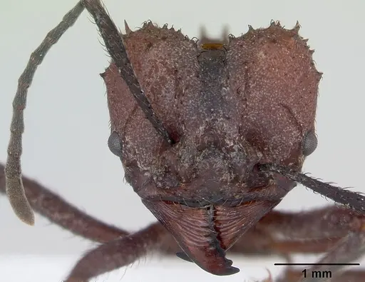 Acromyrmex nigrosetosus specimen CASENT0173800 image casent0173800_2