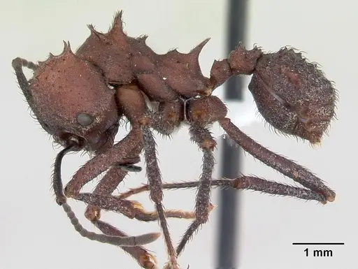 Acromyrmex nigrosetosus specimen CASENT0173800 image casent0173800_3