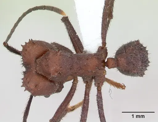 Acromyrmex nigrosetosus specimen CASENT0173801 image casent0173801_1
