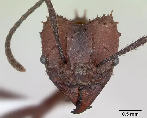 Acromyrmex nigrosetosus specimen CASENT0173801 image casent0173801_2