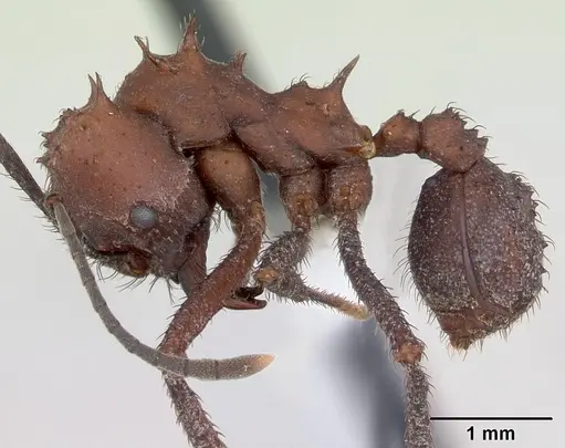 Acromyrmex nigrosetosus specimen CASENT0173801 image casent0173801_3