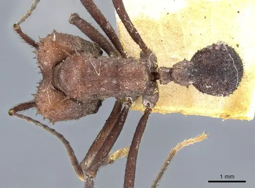 Acromyrmex nigrosetosus specimen CASENT0904996 image casent0904996_1