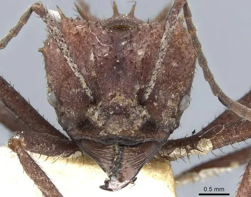 Acromyrmex nigrosetosus specimen CASENT0904996 image casent0904996_2