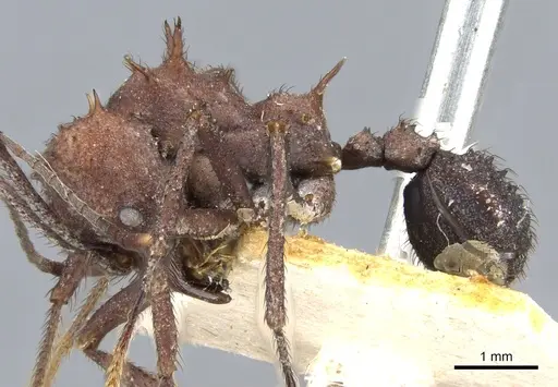 Acromyrmex nigrosetosus specimen CASENT0904996 image casent0904996_3
