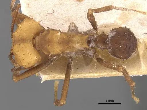 Acromyrmex nigrosetosus specimen CASENT0909413 image casent0909413_1