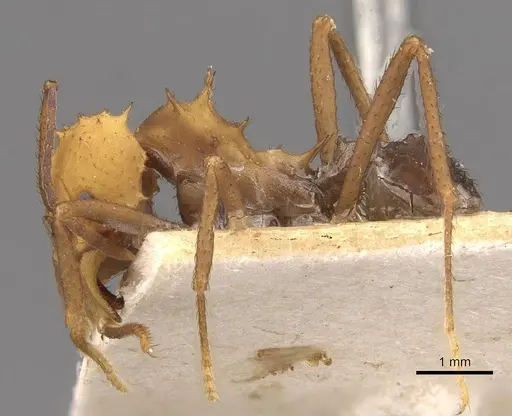 Acromyrmex nigrosetosus specimen CASENT0909413 image casent0909413_3