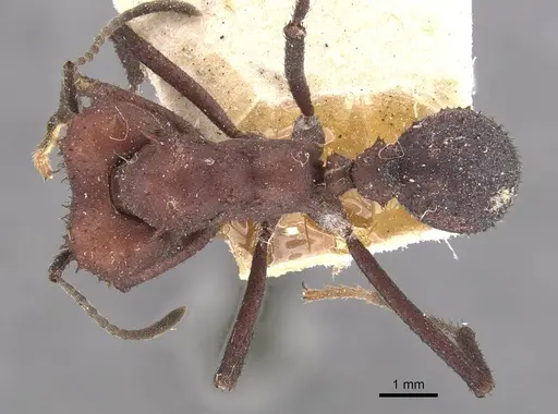 Acromyrmex nigrosetosus specimen CASENT0909414 image casent0909414_1
