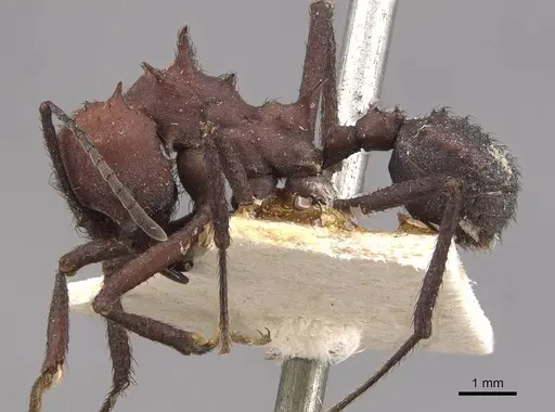 Acromyrmex nigrosetosus specimen CASENT0909414 image casent0909414_3