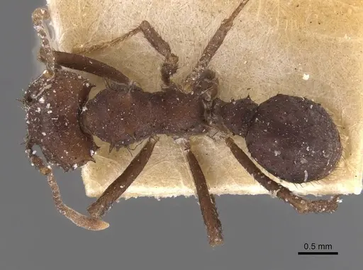 Acromyrmex nigrosetosus specimen CASENT0909415 image casent0909415_1